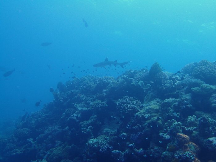 Requin à pointe blanche du lagon