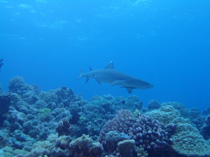 Requin à pointe blanche du lagon