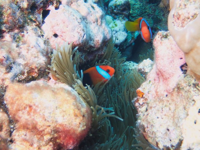 Amphiprion melanopus