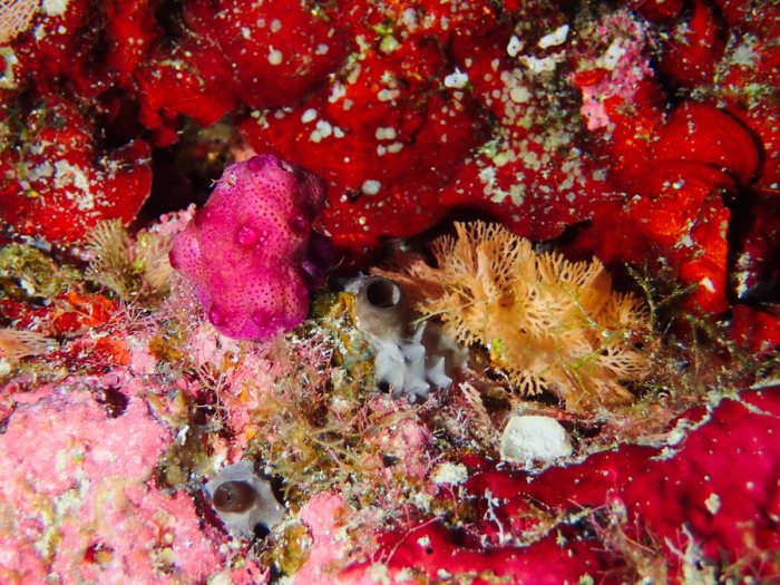 Reteporellina sp.