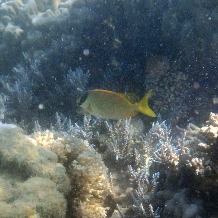 Siganus puellus