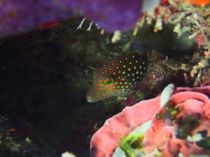 Canthigaster janthinoptera