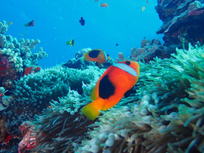 Amphiprion melanopus