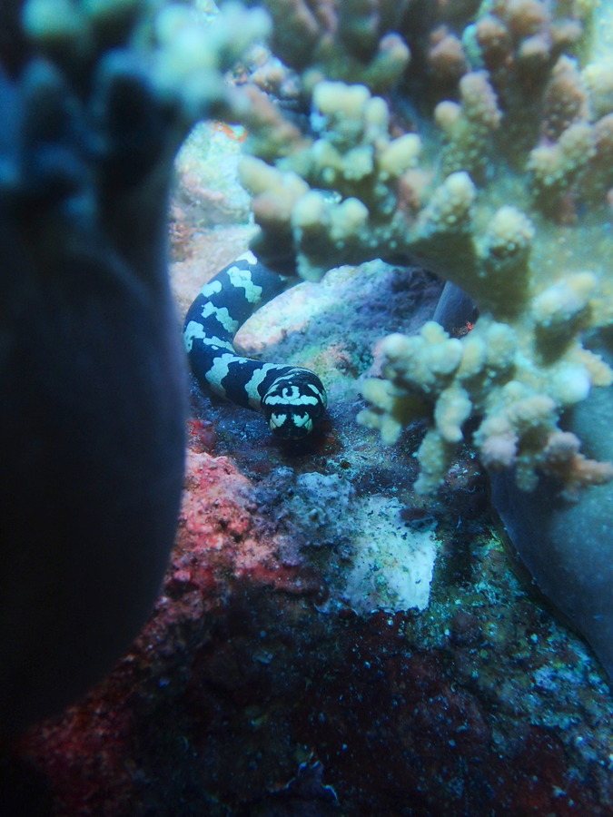Emydocephalus annulatus