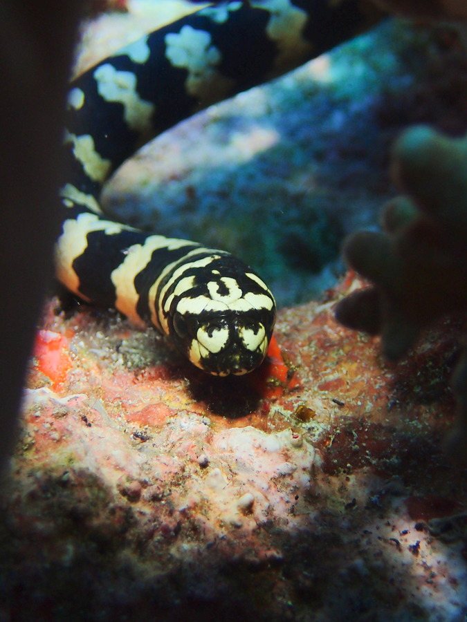 Emydocephalus annulatus