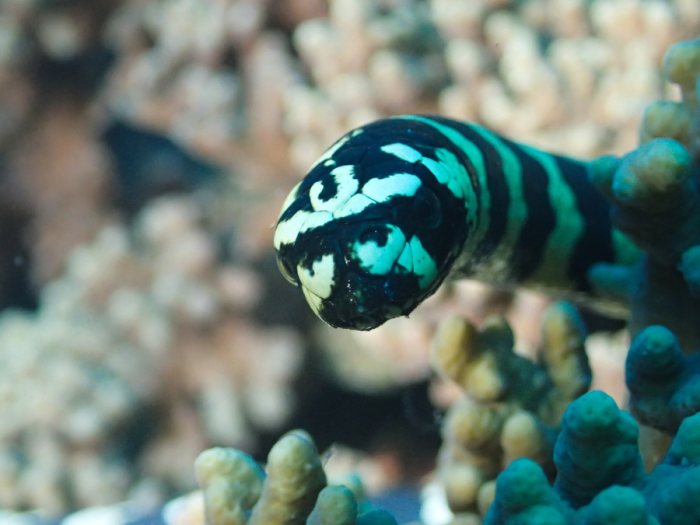 Emydocephalus annulatus