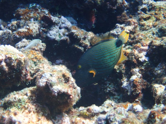 Balistapus undulatus