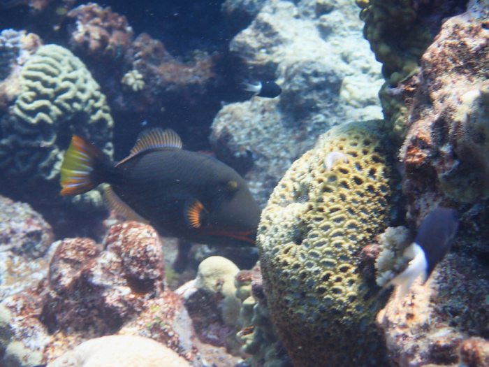 Balistapus undulatus