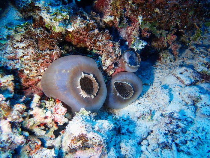 Anémone de mer