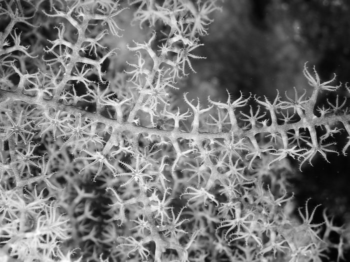Corail dur