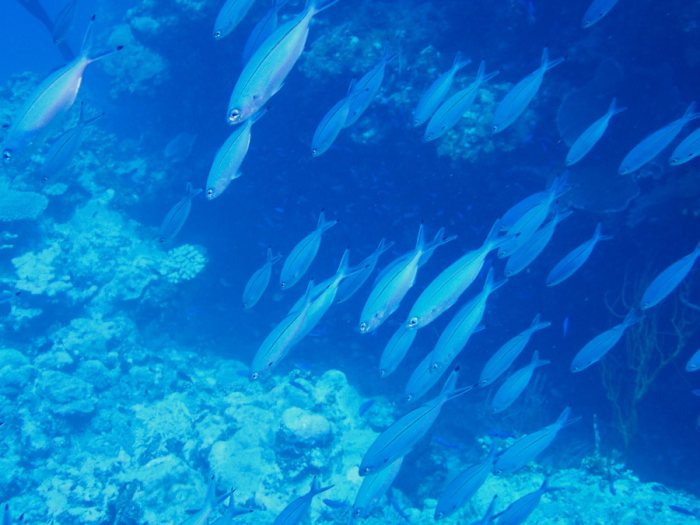 Poissons osseux