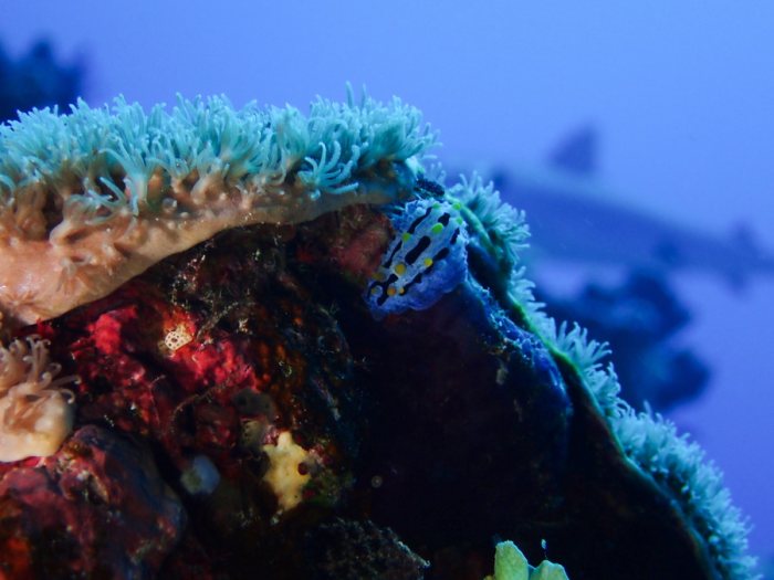 Phyllidia picta