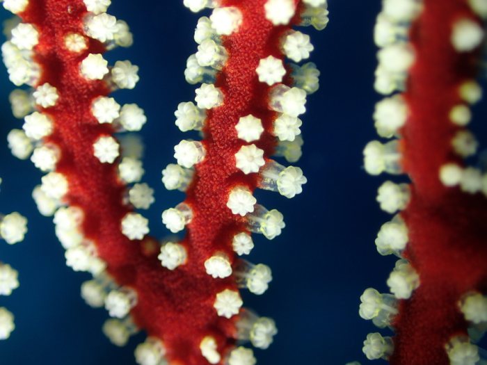 Corail dur