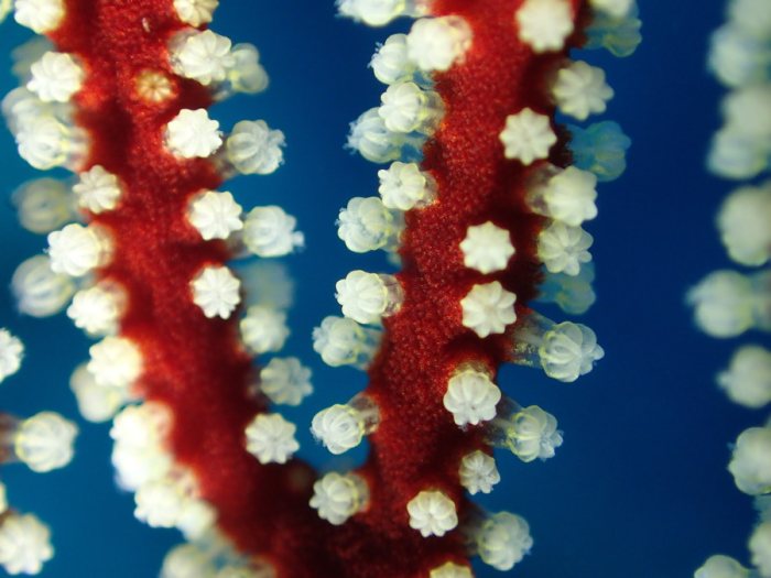 Corail dur