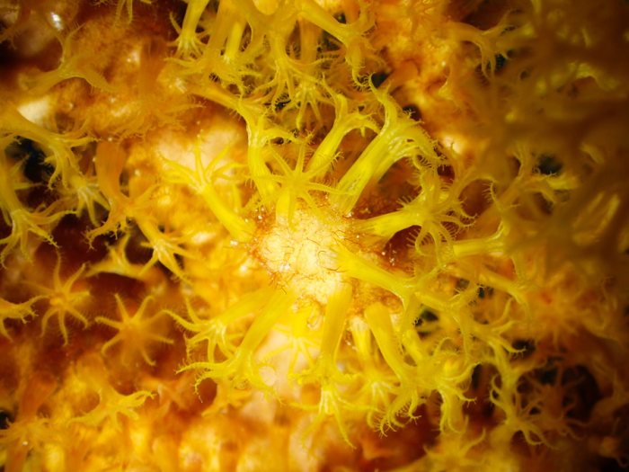 Corail dur