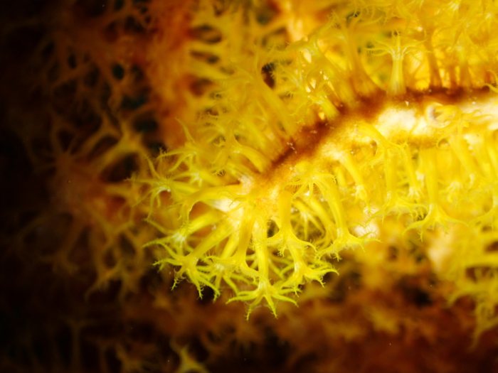 Corail dur