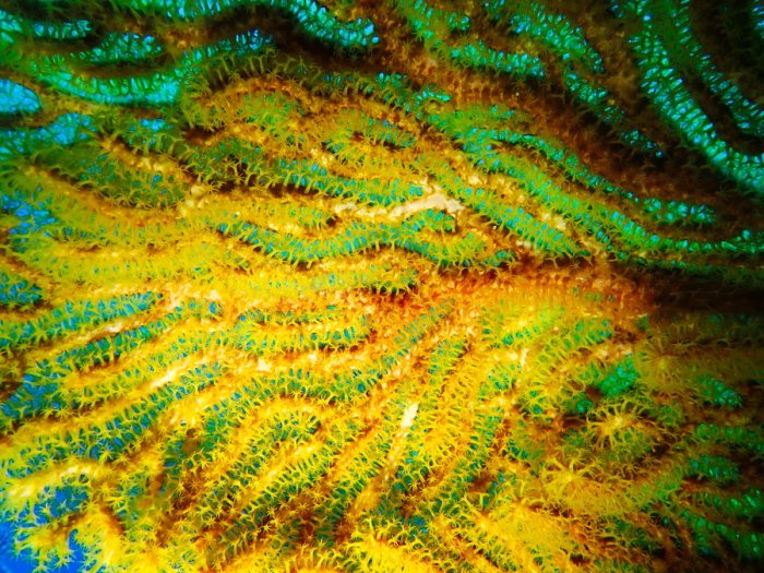 Corail dur