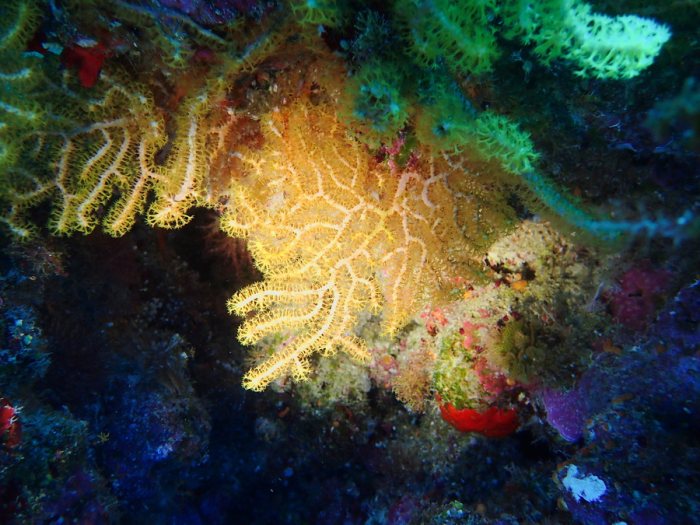 Corail dur