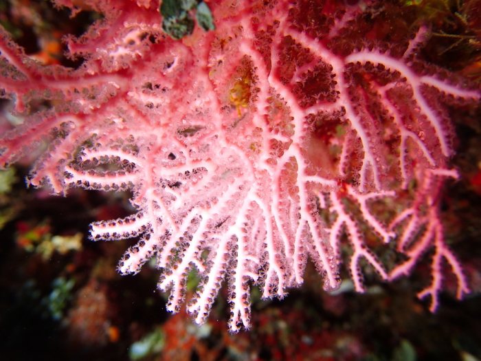 Corail dur