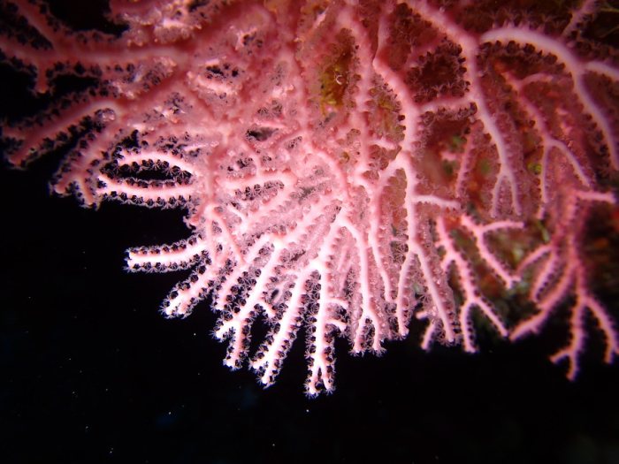 Corail dur
