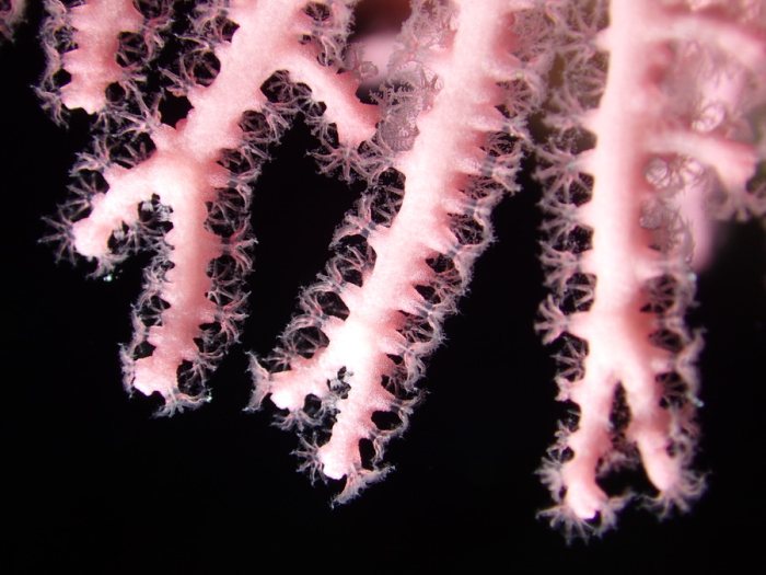 Corail dur