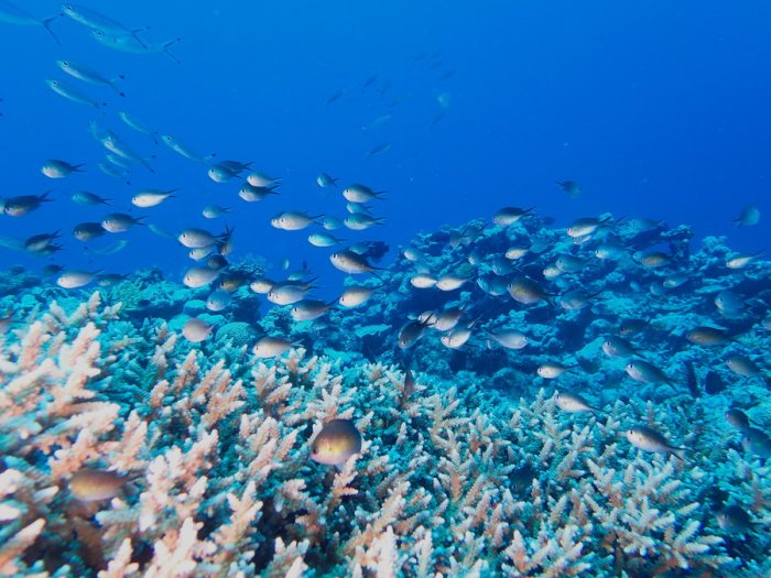 Poissons osseux