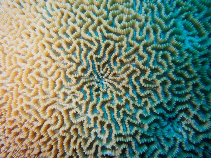 Corail dur