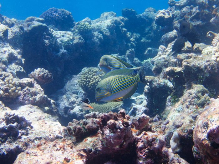Acanthurus lineatus