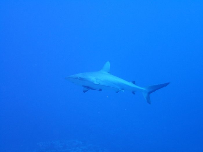 Requin gris de récif