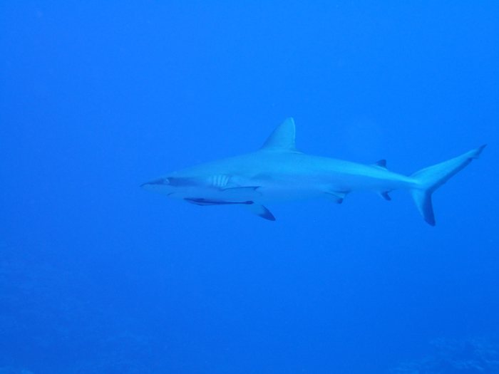 Requin gris de récif
