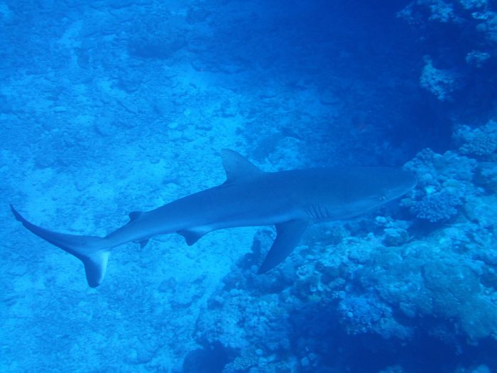 Requin gris de récif