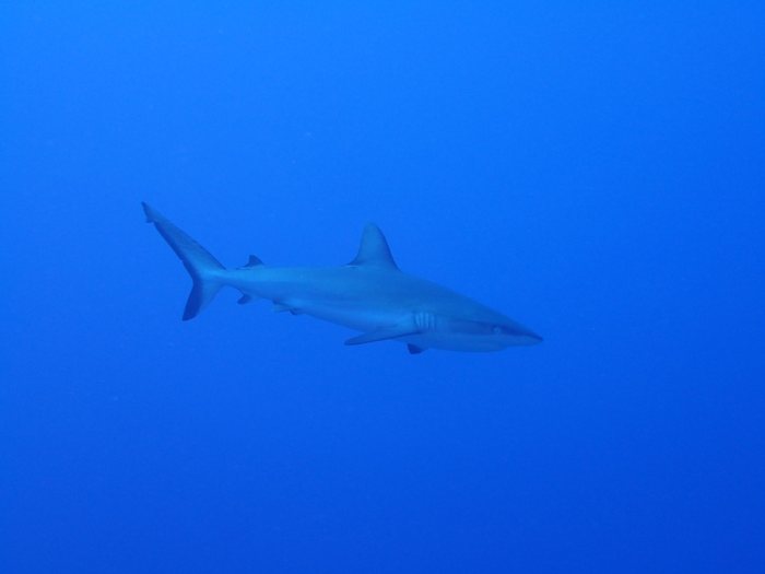 Requin gris de récif