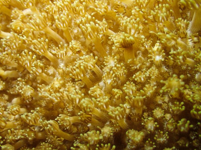 Corail dur