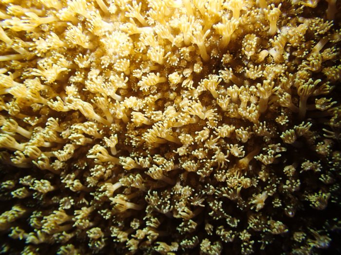 Corail dur