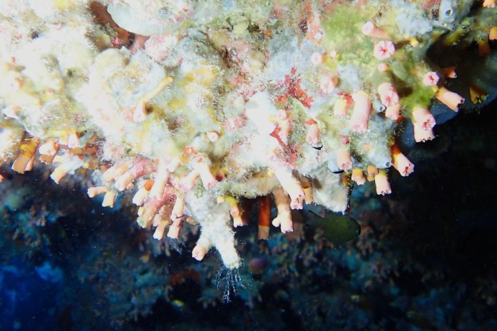 Corail dur