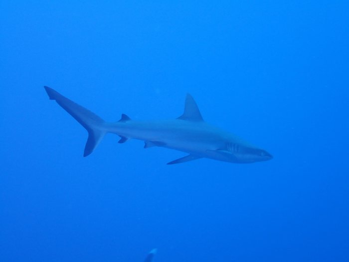 Requin gris de récif