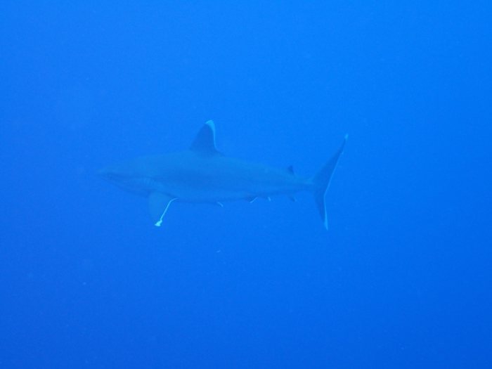Requin pointe blanche (albi)