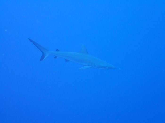 Requin gris de récif