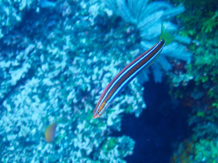 Poissons osseux
