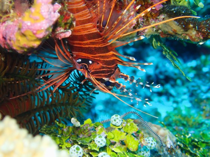 Pterois antennata