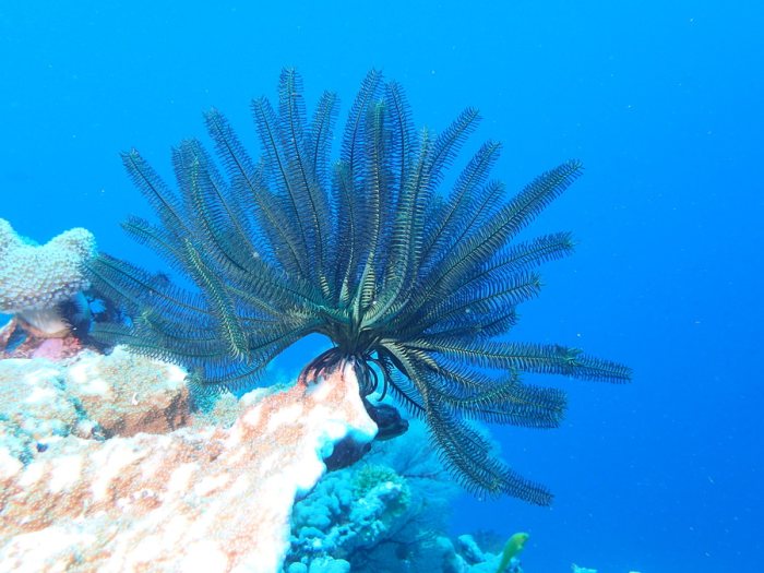 Crinoïde