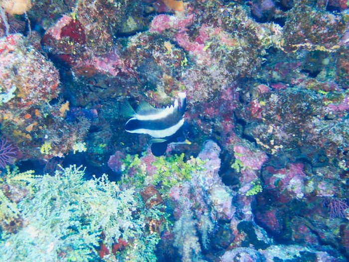 Heniochus chrysostomus