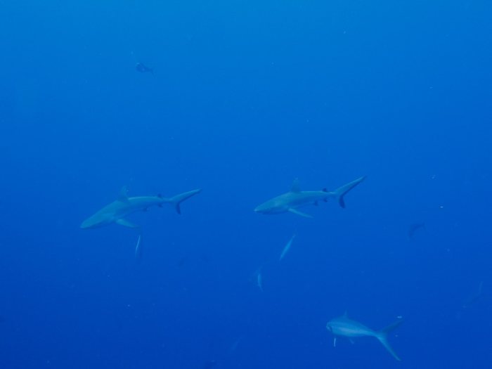 Requin gris de récif