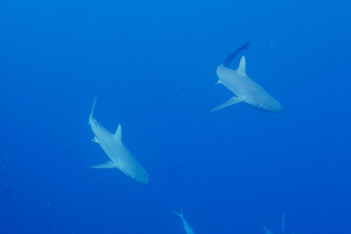 Requin gris de récif