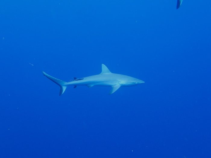 Requin gris de récif