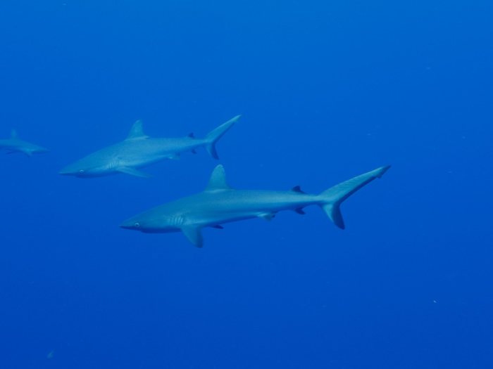 Requin gris de récif