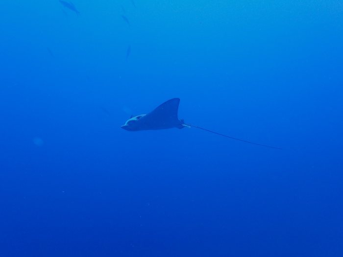 Aetobatus ocellatus