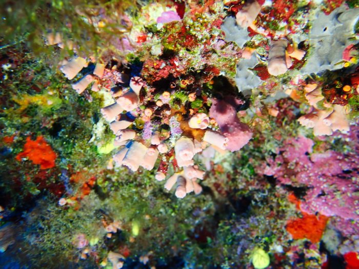 Corail dur