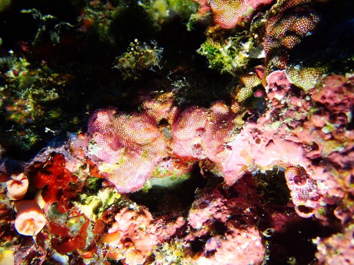 Alcyionidium sp.