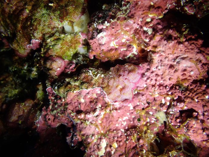 Alcyionidium sp.